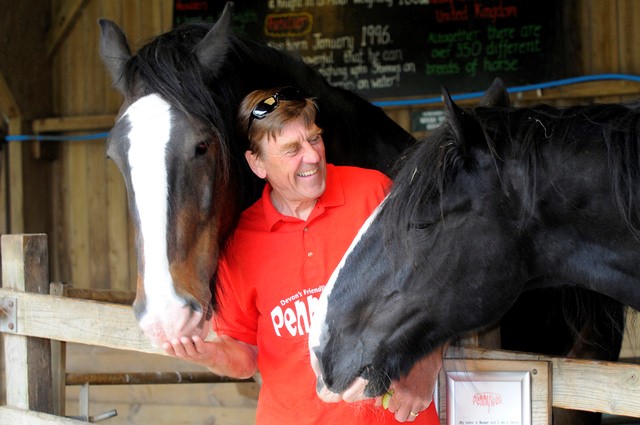 Meet the Shire horses